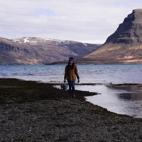 Foraging in Iceland